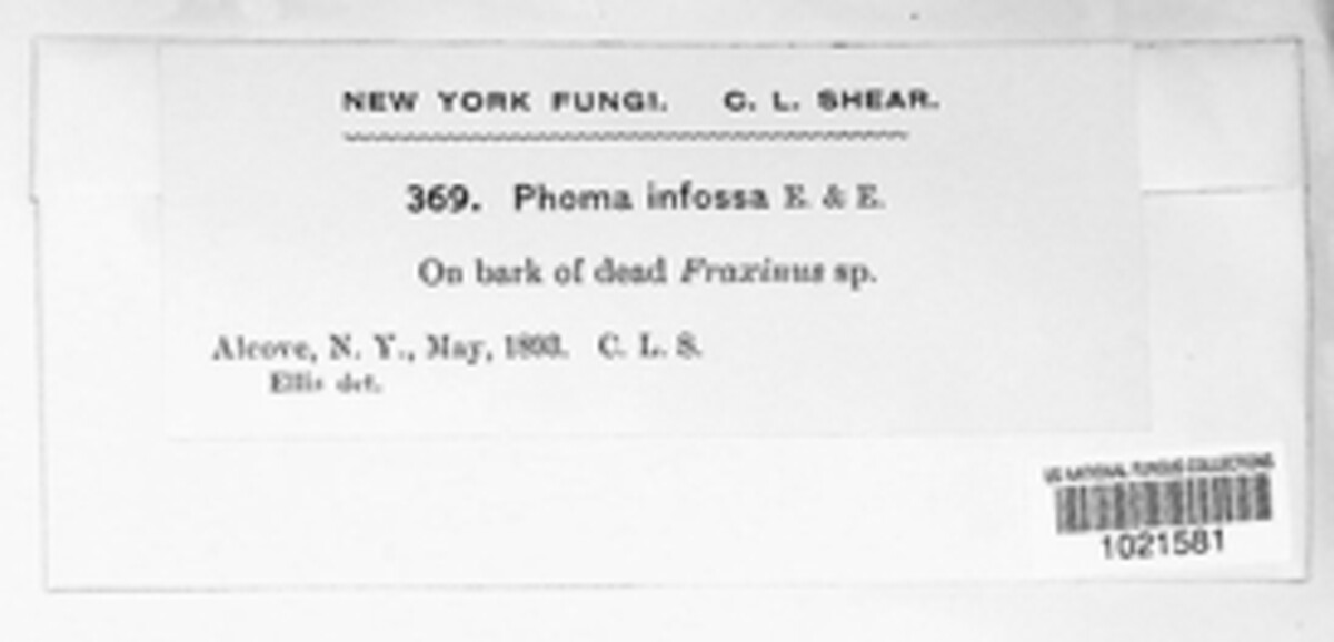 Nothophoma infossa image
